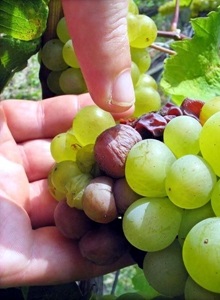 grappolo azienda Disznoko