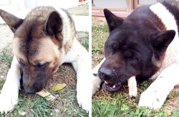 Gli akita americano Cloe e Hero