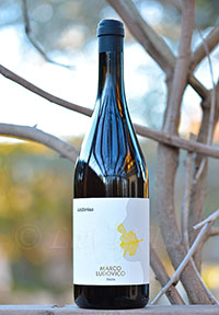 Marco Ludovico Amforèas 2017