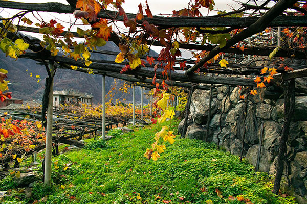 Pergola alta valdostana di Donnas