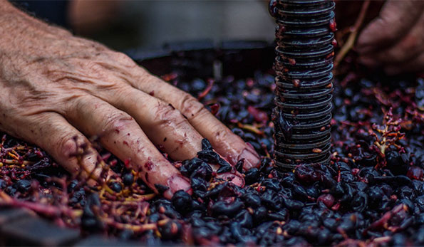 Torchiatura presso Cantine de Nittis d'Alba