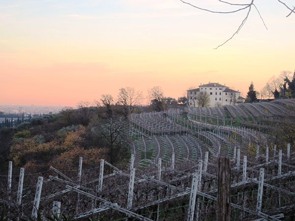 azienda in Valpolicella