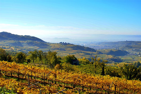 Vigneti Amarone della Valpolicella