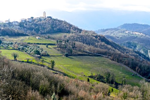 Colline con vigneti