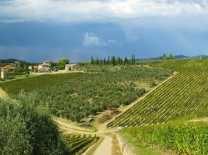 vigneti Castello di Ama