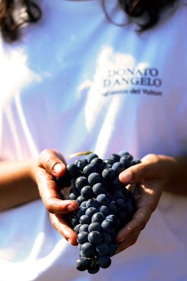 Grappolo di aglianico