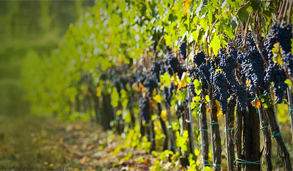 Vigneto Poderi La Fenice