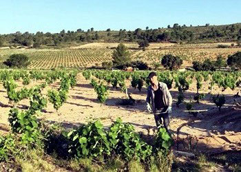 vigneti Bodegas Enrique Mendoza