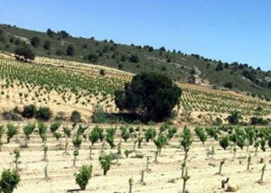 vigneti Bodegas Enrique Mendoza