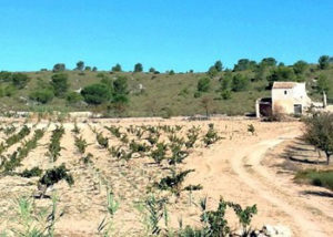 vigneti Bodegas Enrique Mendoza