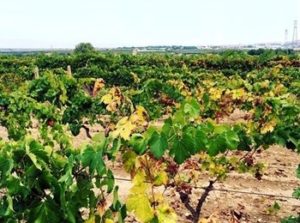 vigneto Tenute Tocci