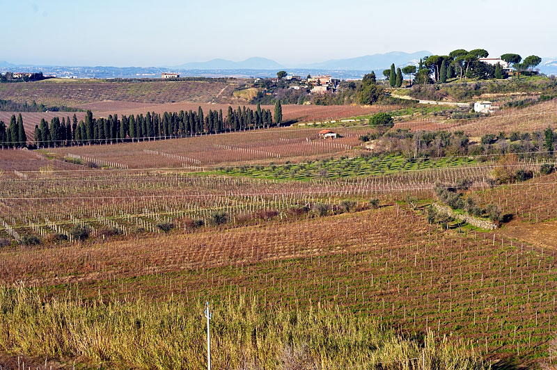 Il panorama sui vigneti del Frascati