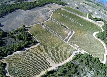 Veduta aerea sulle vigne di Vegalfaro