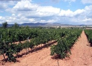 vigneti ad alberello