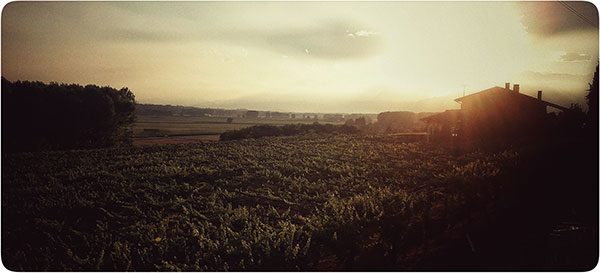 L'azienda e i vigneti