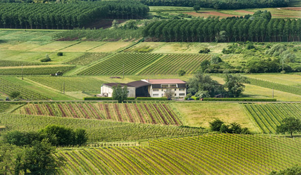 Azienda Gaspare Buscemi