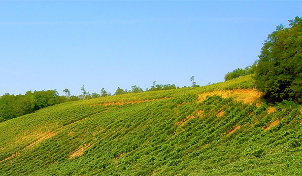 vigneto azienda Barattieri