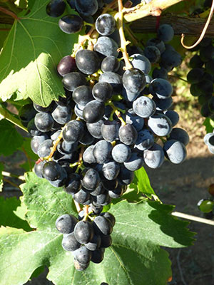 Barbera del Sannio