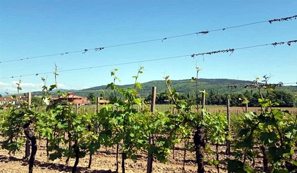 vigneto azienda Bressan