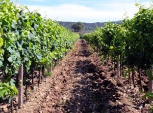 filari di vite azienda Bressan