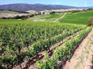 Vigna Casato Prime Donne