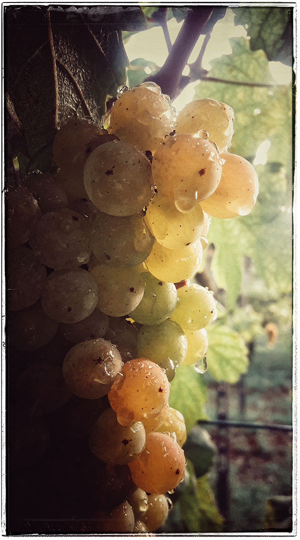 Grappolo di erbaluce