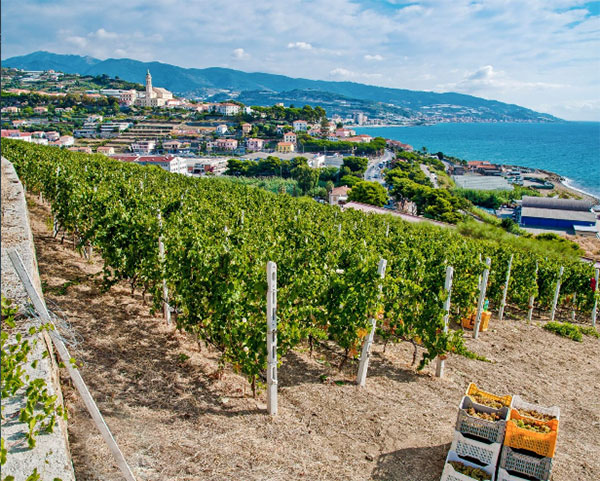 Vigneti in Liguria