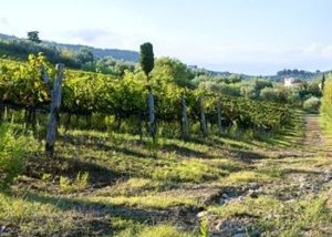 vigneto Villa Capezzana