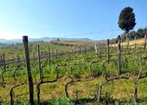 altro vigneto Villa Capezzana