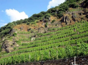 Altro vigneto azienda Ar.Pe.Pe.