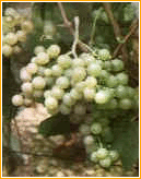 vitigno Bruciapagliaio