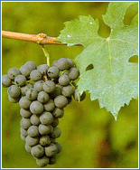 vitigno Cabernet Franc