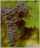 vitigno cabernet sauvignon