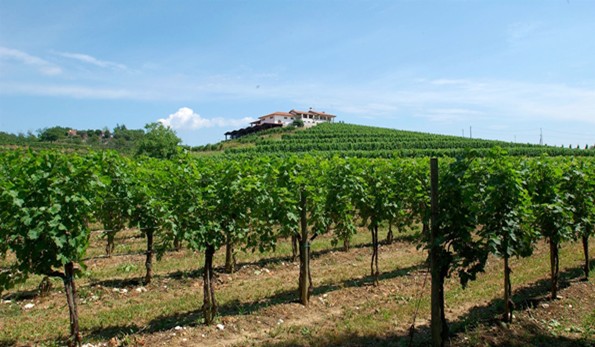 vigneto azienda Cantarutti