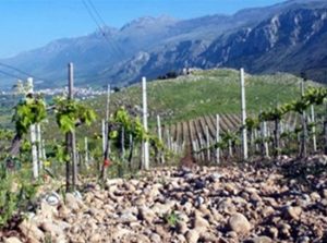 vigneti azienda L'Acino