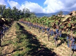 terreno azienda L'Acino