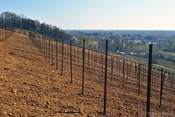 La preparazione di un nuovo vigneto dell’azienda Platinetti