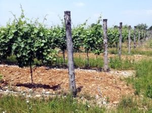 vigneto Cantarutti Alfieri