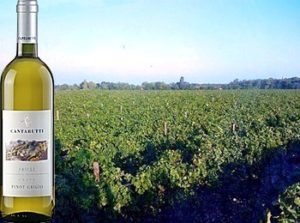 Friuli Pinot Grigio 2017 Cantarutti Alfieri