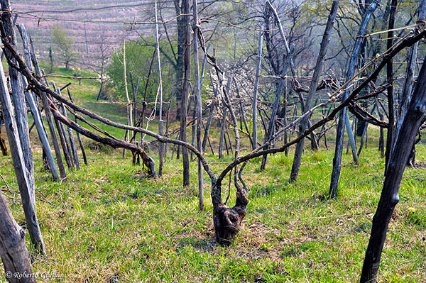 L'allevamento a maggiorina, di cui si conserva traccia