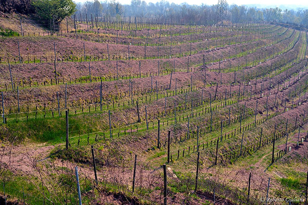 Lo straordinario colore dato dal porfido rosa nel vigneto di Cascina Montalbano