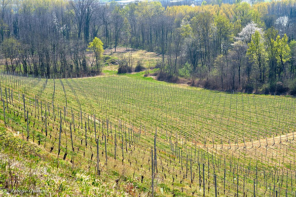 Le vigne di Enrico Crola