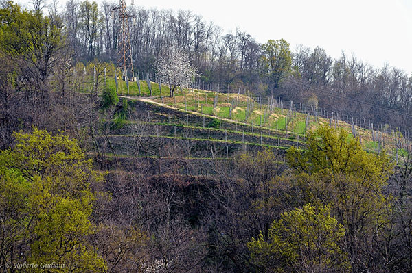 Piccolo vigneto nei pressi di Podere ai Valloni a Boca
