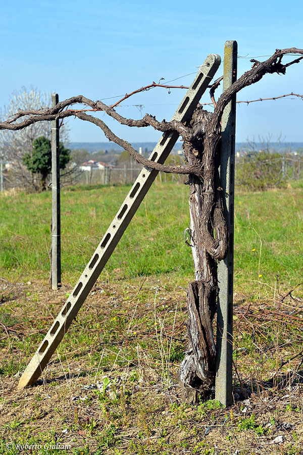Una vecchia vite a Mezzomerico