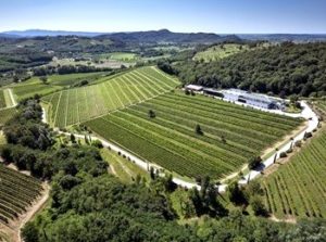 vigneto azienda La Viarte
