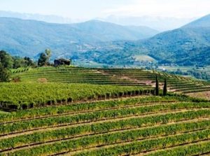 altro vigneto azienda La Viarte