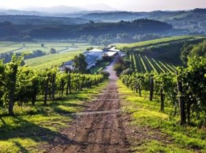 Azienda agricola La Viarte