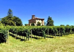 altro vigneto azienda Gattavecchi