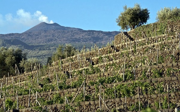 vigneto Etna Tasca