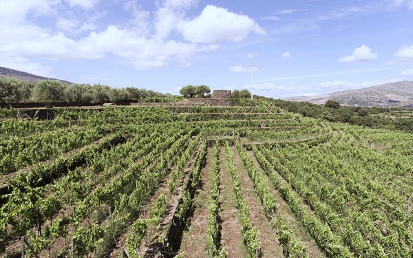 Vigneto etneo azienda Tasca